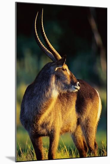 Waterbuck Standing in Tall Grass at Sunrise-null-Mounted Photographic Print