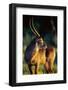 Waterbuck Standing in Tall Grass at Sunrise-null-Framed Photographic Print