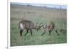 Waterbuck-DLILLC-Framed Photographic Print