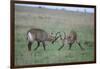 Waterbuck-DLILLC-Framed Photographic Print