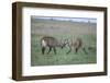 Waterbuck-DLILLC-Framed Photographic Print