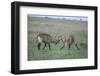 Waterbuck-DLILLC-Framed Photographic Print