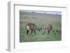 Waterbuck-DLILLC-Framed Photographic Print