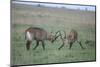 Waterbuck-DLILLC-Mounted Photographic Print