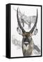 Waterbuck-Barbara Keith-Framed Stretched Canvas