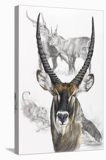 Waterbuck-Barbara Keith-Stretched Canvas