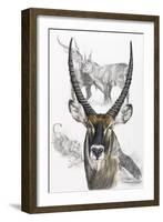 Waterbuck-Barbara Keith-Framed Giclee Print