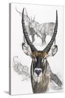 Waterbuck-Barbara Keith-Stretched Canvas