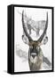 Waterbuck-Barbara Keith-Framed Stretched Canvas