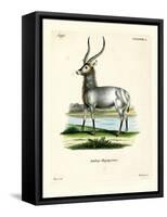 Waterbuck-null-Framed Stretched Canvas