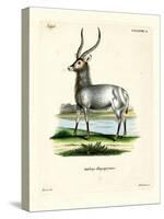 Waterbuck-null-Stretched Canvas