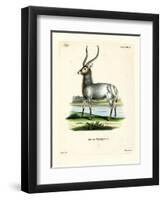 Waterbuck-null-Framed Premium Giclee Print