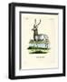 Waterbuck-null-Framed Premium Giclee Print