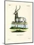 Waterbuck-null-Mounted Premium Giclee Print