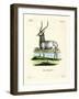 Waterbuck-null-Framed Giclee Print