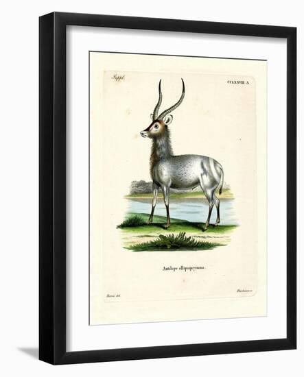 Waterbuck-null-Framed Giclee Print