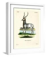 Waterbuck-null-Framed Giclee Print