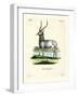 Waterbuck-null-Framed Giclee Print