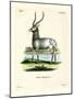 Waterbuck-null-Mounted Giclee Print