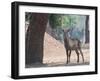 Waterbuck-Scott Bennion-Framed Photo