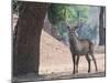 Waterbuck-Scott Bennion-Mounted Photo