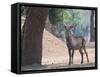 Waterbuck-Scott Bennion-Framed Stretched Canvas