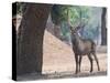 Waterbuck-Scott Bennion-Stretched Canvas