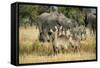 Waterbucks (Kobus Ellipsiprymnus) and African Bush Elephants (Loxodonta Africana)-Michael Runkel-Framed Stretched Canvas