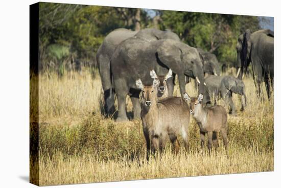 Waterbucks (Kobus Ellipsiprymnus) and African Bush Elephants (Loxodonta Africana)-Michael Runkel-Stretched Canvas