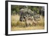 Waterbucks (Kobus Ellipsiprymnus) and African Bush Elephants (Loxodonta Africana)-Michael Runkel-Framed Photographic Print