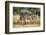 Waterbucks (Kobus Ellipsiprymnus) and African Bush Elephants (Loxodonta Africana)-Michael Runkel-Framed Photographic Print