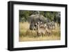 Waterbucks (Kobus Ellipsiprymnus) and African Bush Elephants (Loxodonta Africana)-Michael Runkel-Framed Photographic Print