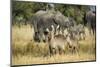 Waterbucks (Kobus Ellipsiprymnus) and African Bush Elephants (Loxodonta Africana)-Michael Runkel-Mounted Photographic Print