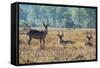 Waterbucks (Kobus Ellipsiprymnus), Liwonde National Park, Malawi, Africa-Michael Runkel-Framed Stretched Canvas