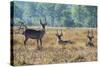 Waterbucks (Kobus Ellipsiprymnus), Liwonde National Park, Malawi, Africa-Michael Runkel-Stretched Canvas