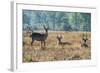 Waterbucks (Kobus Ellipsiprymnus), Liwonde National Park, Malawi, Africa-Michael Runkel-Framed Photographic Print