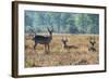 Waterbucks (Kobus Ellipsiprymnus), Liwonde National Park, Malawi, Africa-Michael Runkel-Framed Photographic Print