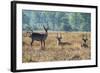 Waterbucks (Kobus Ellipsiprymnus), Liwonde National Park, Malawi, Africa-Michael Runkel-Framed Photographic Print