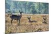 Waterbucks (Kobus Ellipsiprymnus), Liwonde National Park, Malawi, Africa-Michael Runkel-Mounted Photographic Print