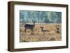 Waterbucks (Kobus Ellipsiprymnus), Liwonde National Park, Malawi, Africa-Michael Runkel-Framed Photographic Print