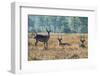 Waterbucks (Kobus Ellipsiprymnus), Liwonde National Park, Malawi, Africa-Michael Runkel-Framed Photographic Print