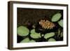 Waterbug Male with Eggs on its Back-null-Framed Photographic Print