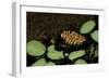 Waterbug Male with Eggs on its Back-null-Framed Photographic Print