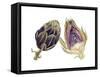 Watercolor Artichoke-Michael Willett-Framed Stretched Canvas