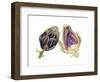 Watercolor Artichoke-Michael Willett-Framed Art Print