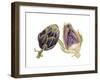 Watercolor Artichoke-Michael Willett-Framed Art Print