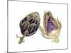 Watercolor Artichoke-Michael Willett-Mounted Art Print