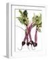 Watercolor Beets-Michael Willett-Framed Art Print