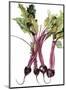 Watercolor Beets-Michael Willett-Mounted Art Print