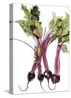 Watercolor Beets-Michael Willett-Stretched Canvas